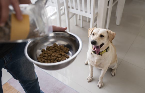 owner-serving-food-bowl-their-pet-dog (1)