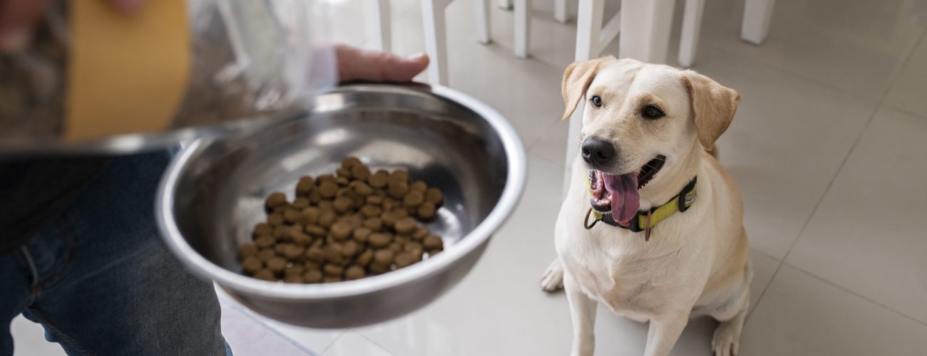 owner-serving-food-bowl-their-pet-dog (1)